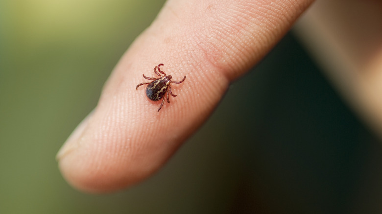 Person with tick on finger