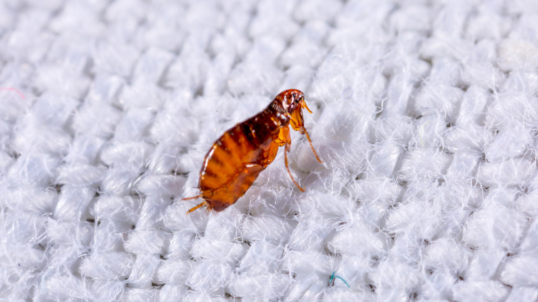 flea in white fabric