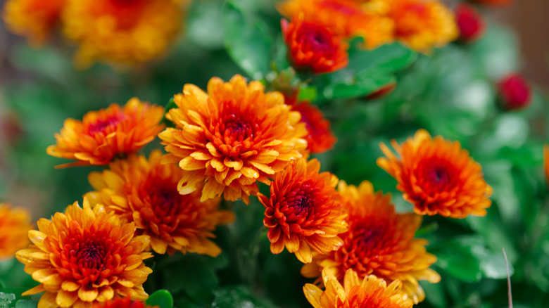 close up of orange chrysanthemum flowers