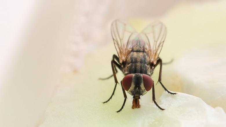 close up of a fly on a piece of melon