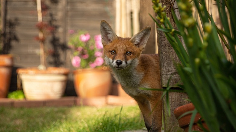 A fox in the yard
