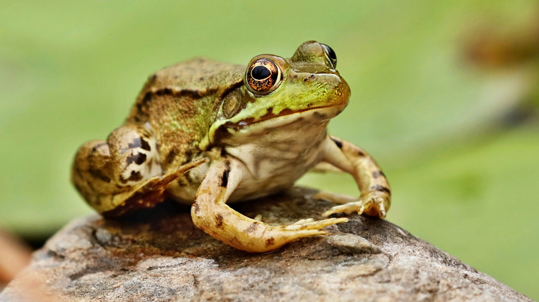 Frog in yard