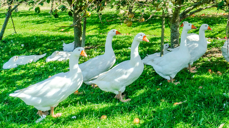 group of geese in garden 