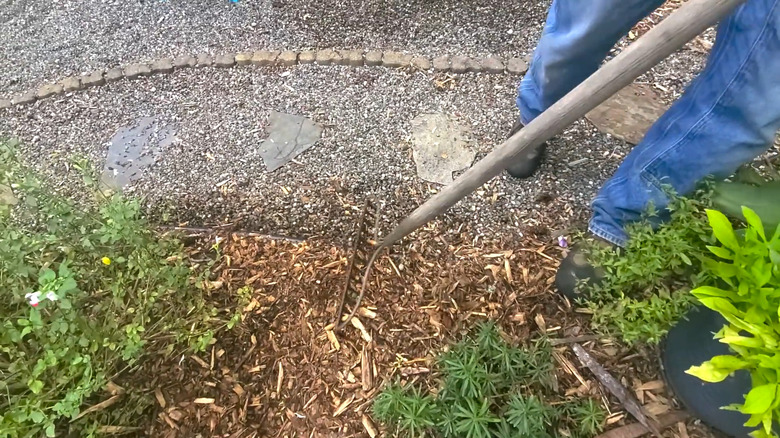 Raking mulch bark debris from gravel using a bow rake