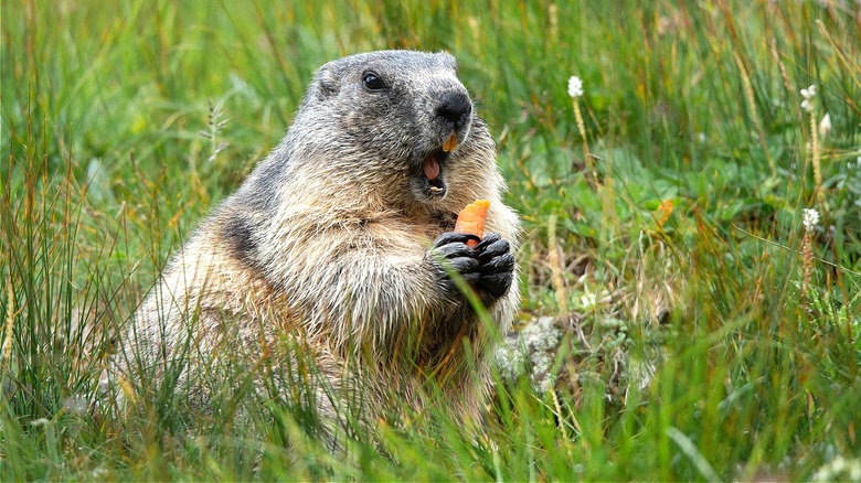 Groundhog in grass eating carrot