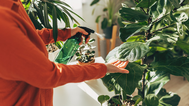 House plants being sprayed with DIY mixture.