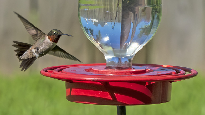 A hummingbird flying toward a feeder full of nectar