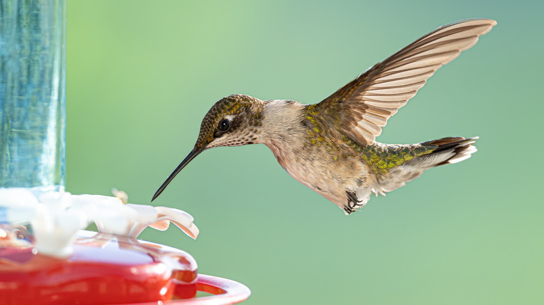 A side view of a hummingbird mid-flight taking a sip from a red and white hummingbird feeder