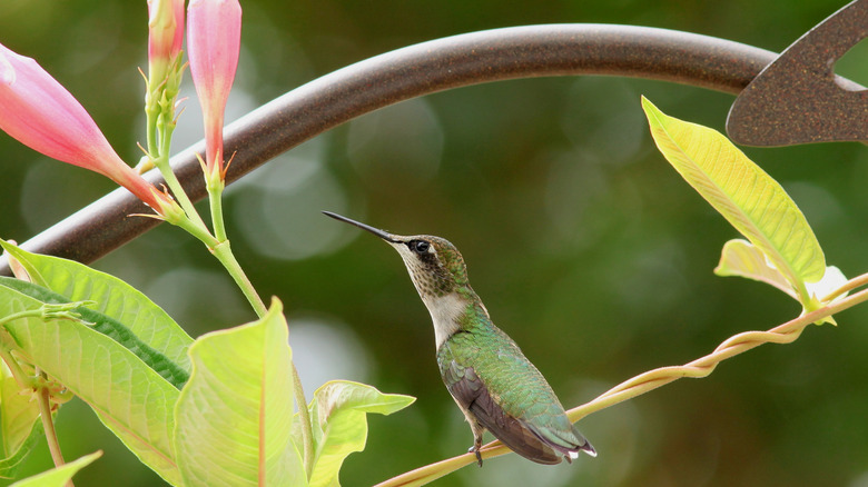 green hummingbird perched on vine