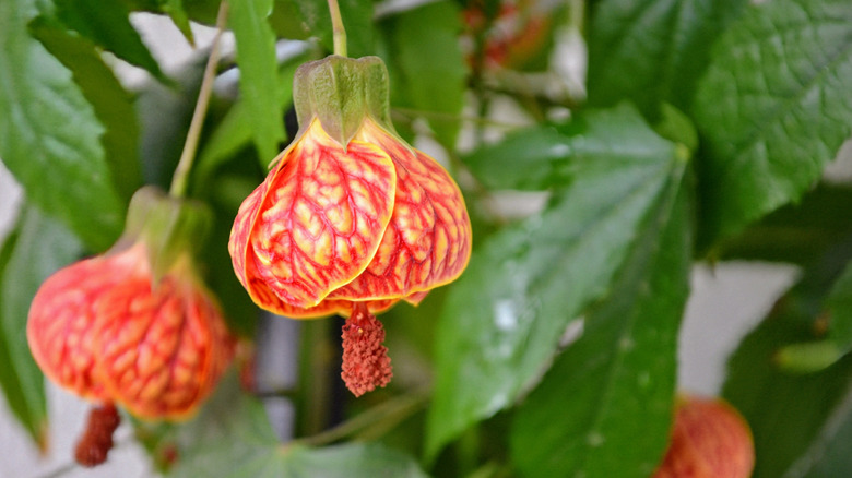 A flower with vibrant orange flowers