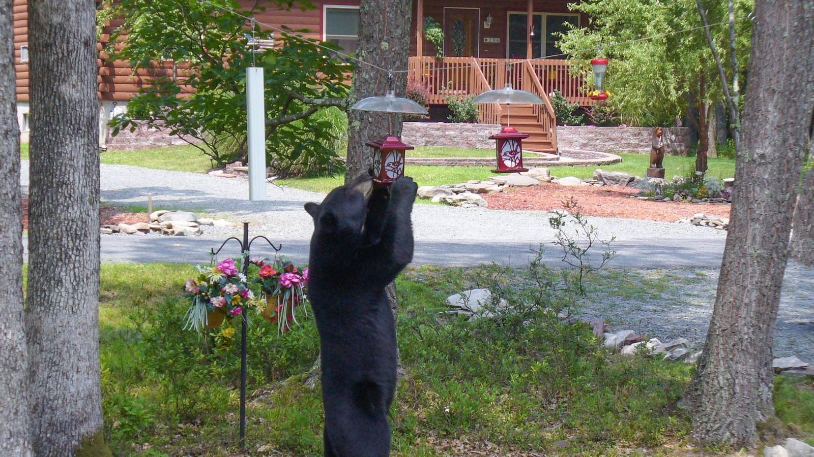 Keep Hungry Bears Out Of Your Backyard Bird Feeder With These Helpful Tips