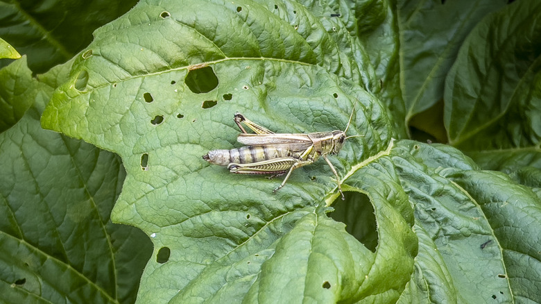 Grasshopper devours green leaf