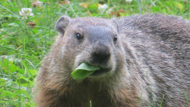 Groundhog eating vegetation