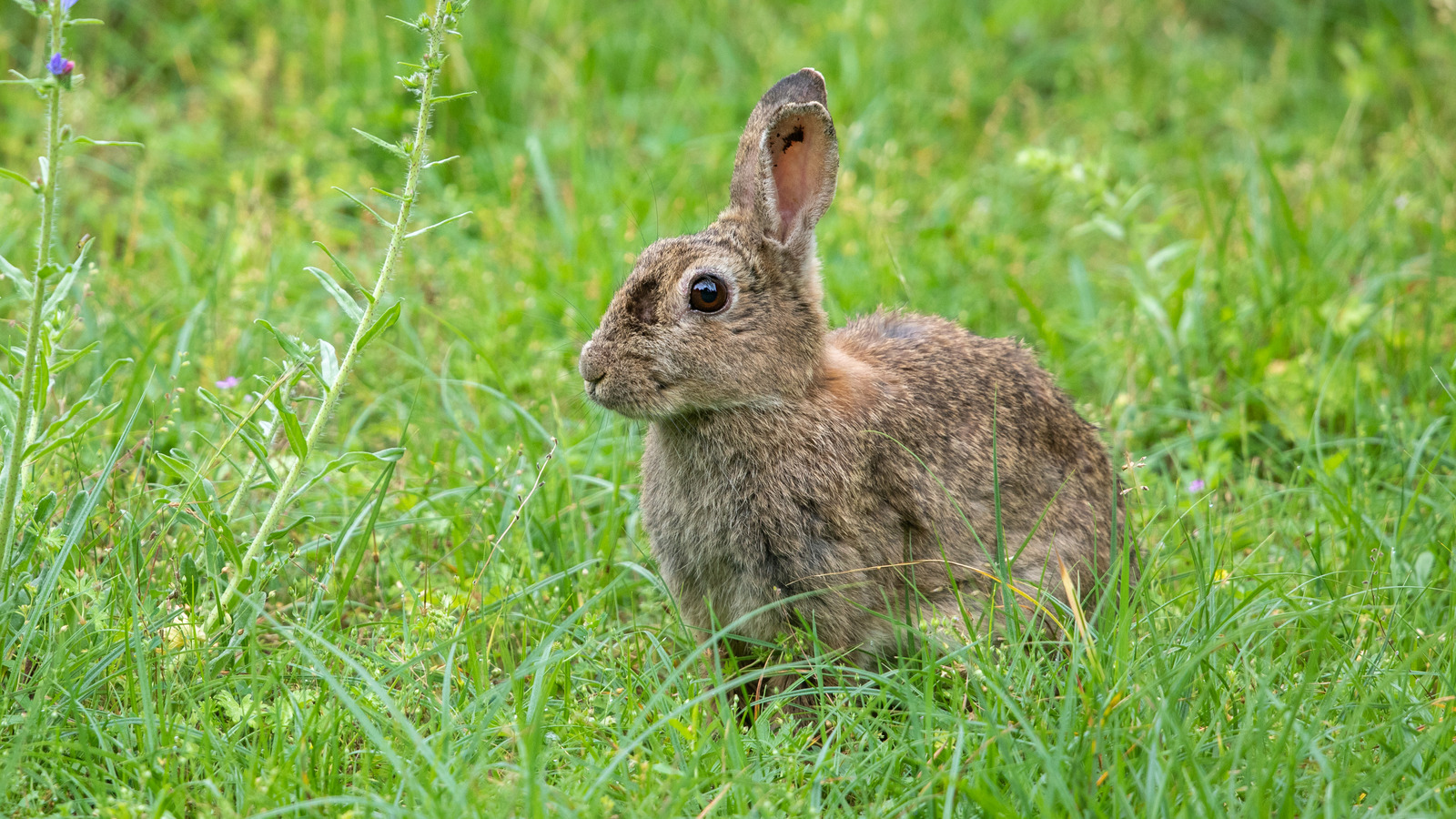 Keep Hungry Rabbits Out Of Your Garden With A Common Household Essential