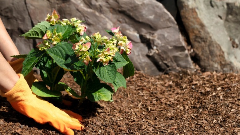 Gloved hands planting a hydrangea plant in a flower bed.