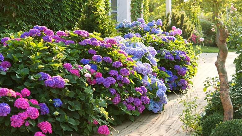 Colorful hydrangeas in bloom.