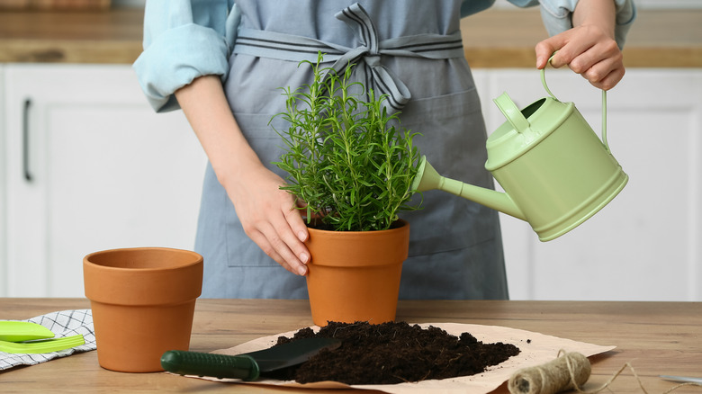 gardener watering a rosemary plant in a pot with soil on the table in front of her and an empty pot