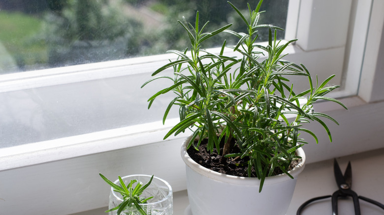 Rosemary plant in a pot with fresh cutting on a window sill in the sun