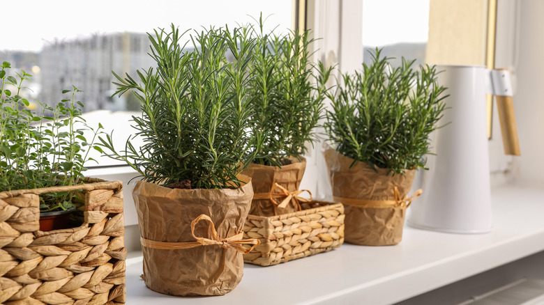Rosemary plants growing in pots in a windowsill indoors