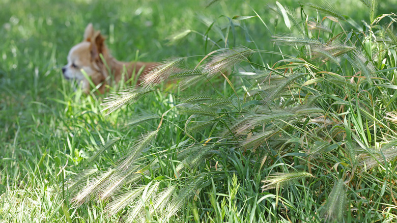 green foxtail weeds dog background