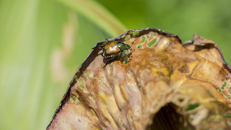 Japanese beetle