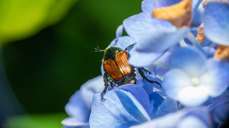 Japanese beetle on hydrangea