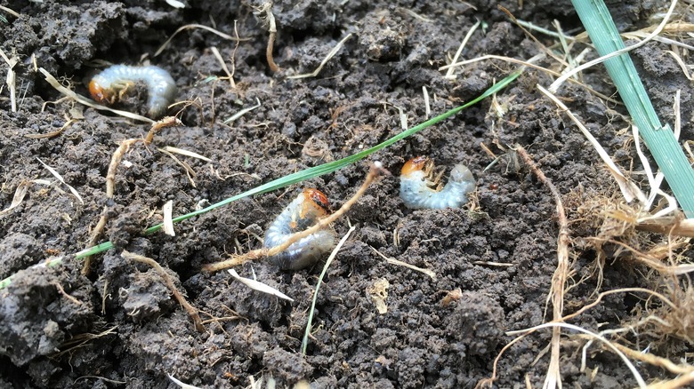 Japanese beetle grubs