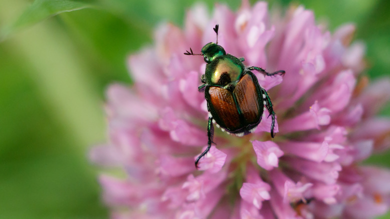 Japanese beetle on pink flower