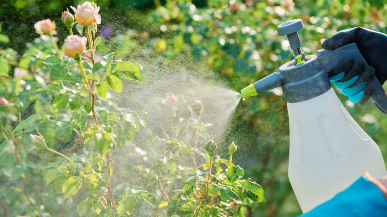 Someone spraying rose bush with a spray bottle