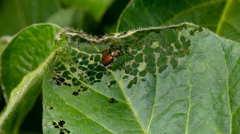 Japanese beetle on leaf with lacey holes
