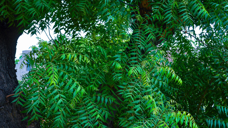 Neem tree and branches