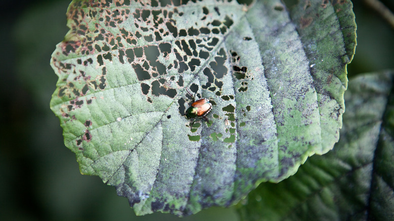 Japanese beetle leaf