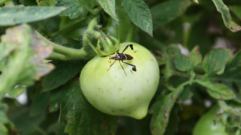 leaf footed bug on tomato plant