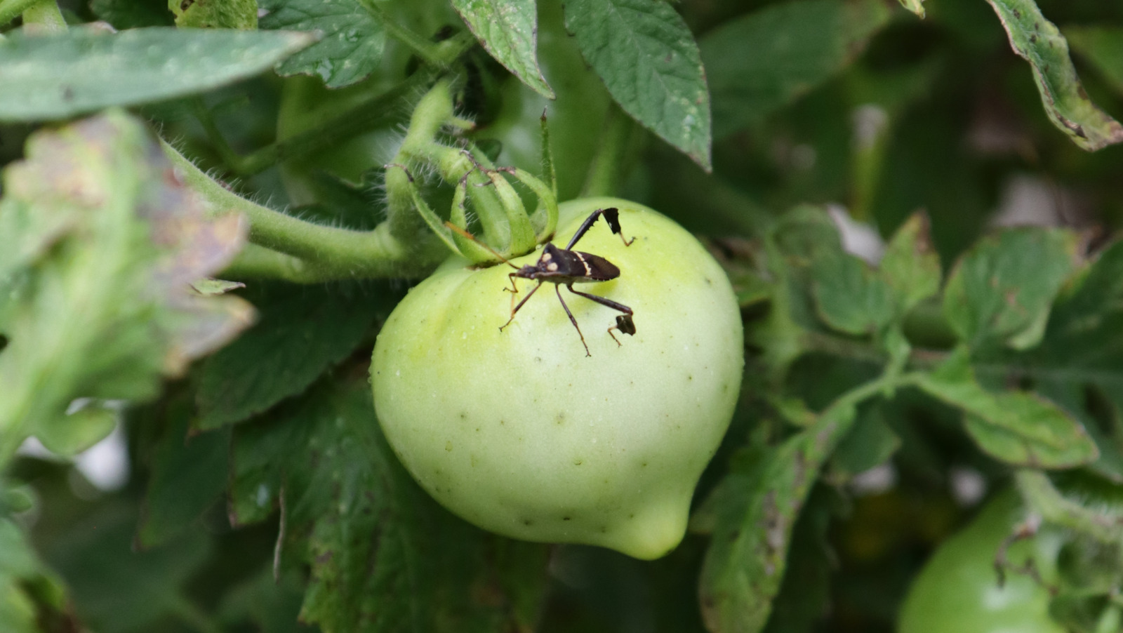 Keep LeafFooted Bugs Off Your Tomatoes With This Beautiful Companion