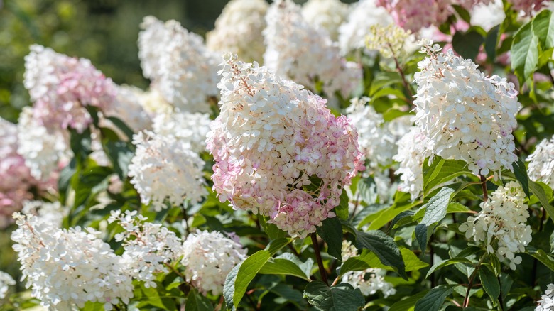 hydrangea limelight white flowers