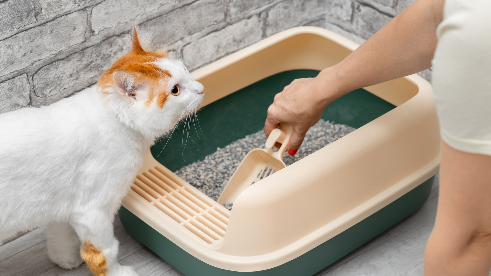 Keep Litter Box Smells At Bay Using An Affordable Kitchen Essential