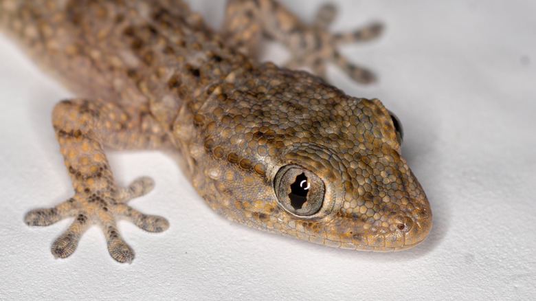 close up of gecko lizard