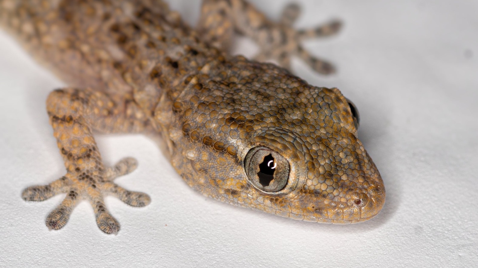 Keep Lizards Out Of The House With Two Ingredients From Your Kitchen