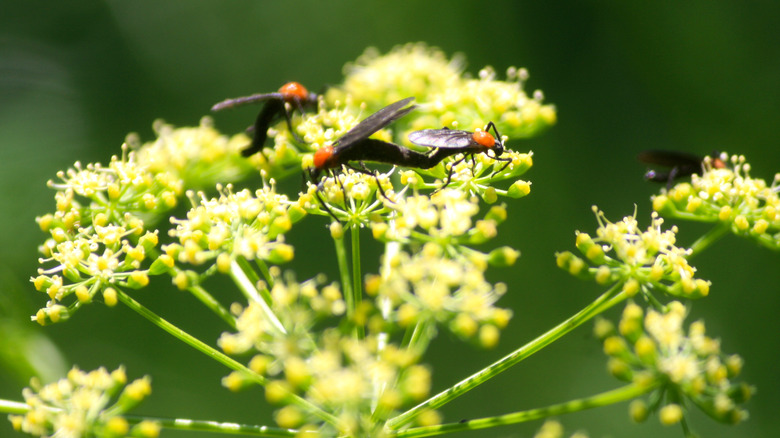 Love bugs on a plant 