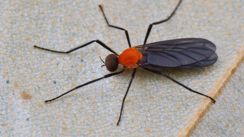 An adult love bug 