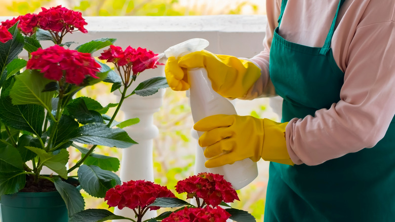 person spraying hydrangea plants