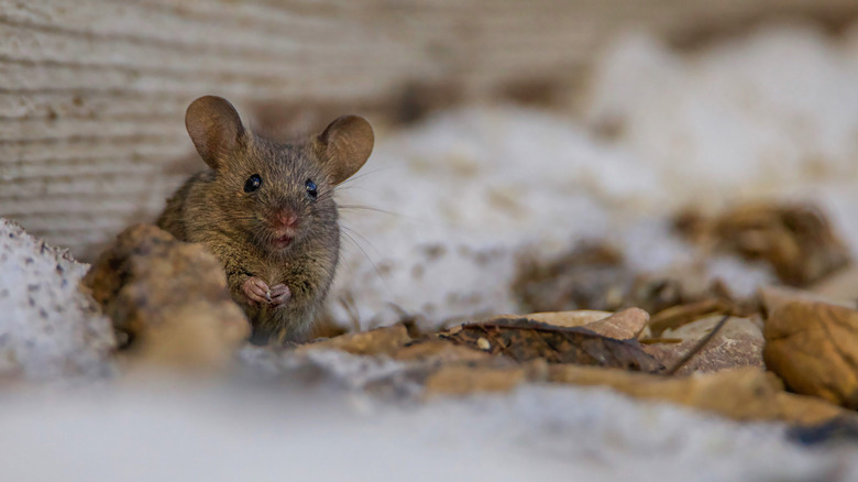Mouse outside house in snow