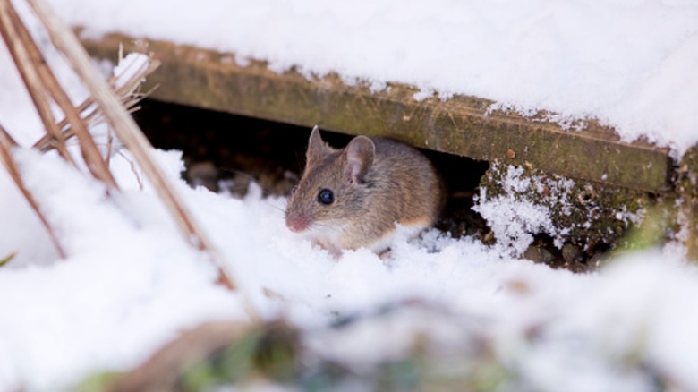 Mouse outside a home in the snow