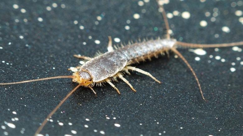 Close-up of silverfish 