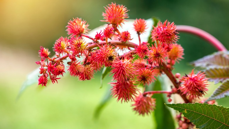 Crop of castor bean flowers and their spiky red petals