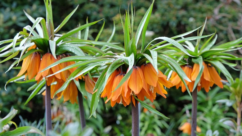 Orange crown imperial flowers, dappled with dew