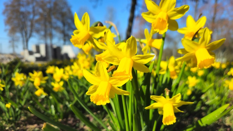 Blooming yellow daffodils in a garden or yard