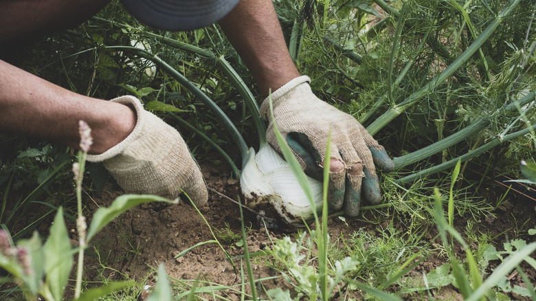 Person working with fennel in their yard