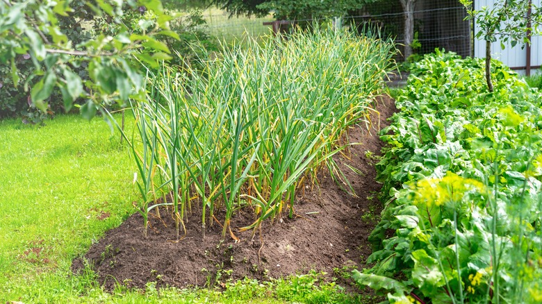Garlic plants growing in a mounded garden bed in a fenced yard