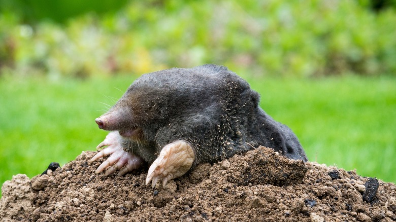 Mole arriving out of a hole in a garden, the claws visible above the mound of soil